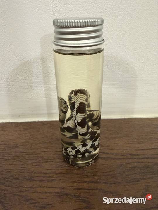 Wąż w butelce ozdoba