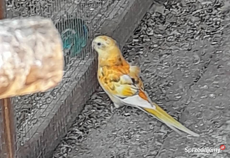 Świergotki 250 para małopolskie Wadowice