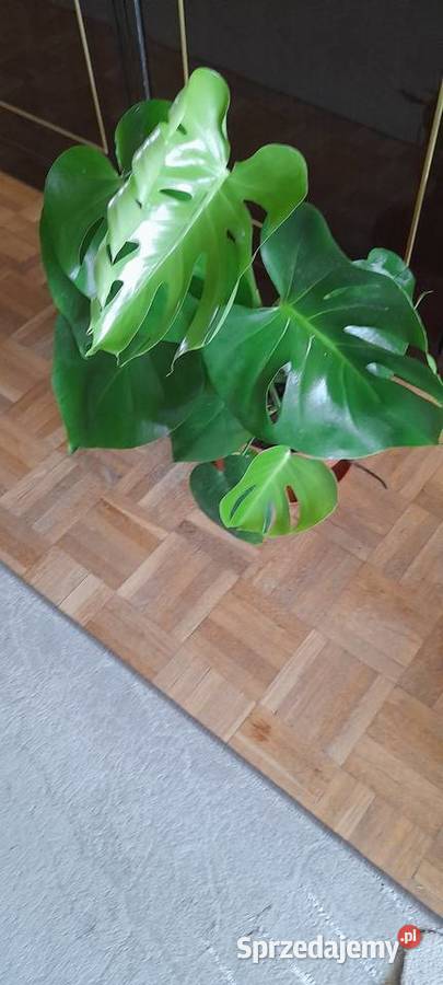 Monstera roślina doniczkowa Warszawa