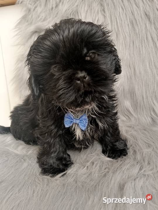 Piesek rasy ShihTzu wielkopolskie Ostrzeszów sprzedam
