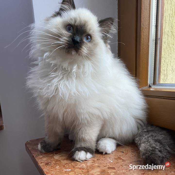 Kocurek ragdoll prawdziwy międzynarodowy rodowód Katowice