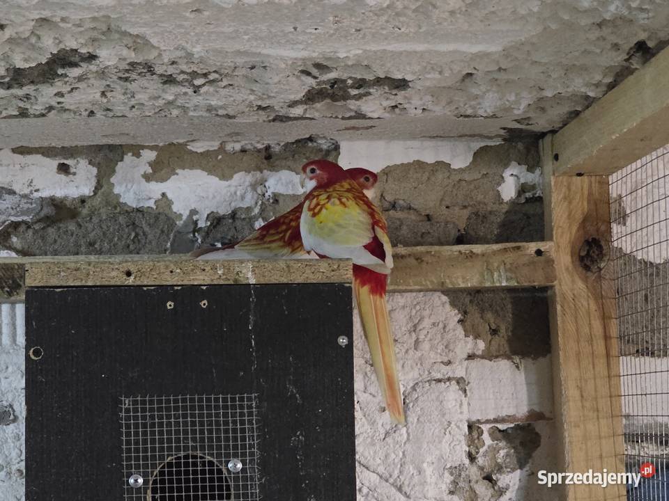 Rozella białolica rubino para