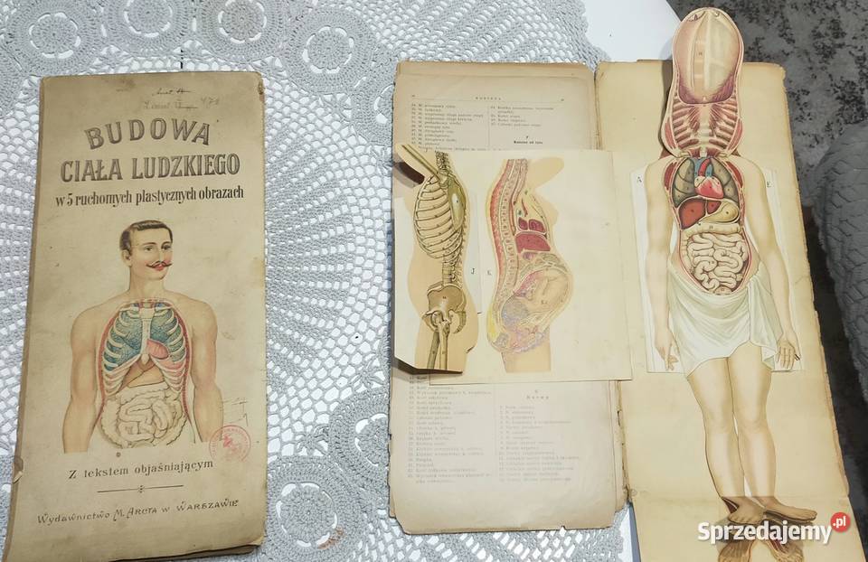 Budowa ciała ludzkiego 1901r budowa ciała Książki naukowe i popularnonaukowe Orzesze sprzedam