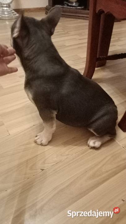 Buldog francuski niebieski blu tan Żmigród
