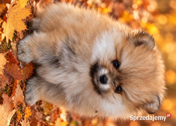 SZPIC MINIATUROWY POMERANIAN ŚLICZNE PUCHATE Warszawa