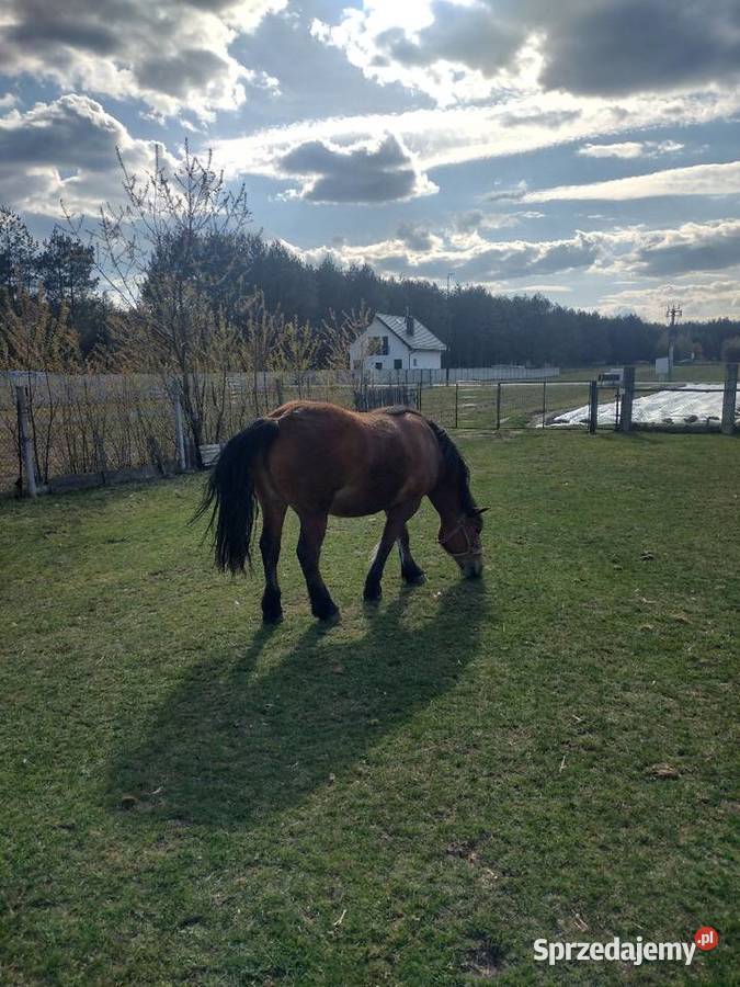 Sprzedam klacz zimnokrwista 2 lata Konie Majdan Gromadzki