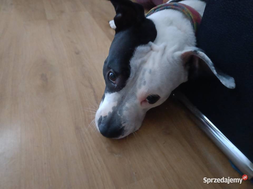 Suczka amstaff z rodowodem wielkopolskie Jarocin