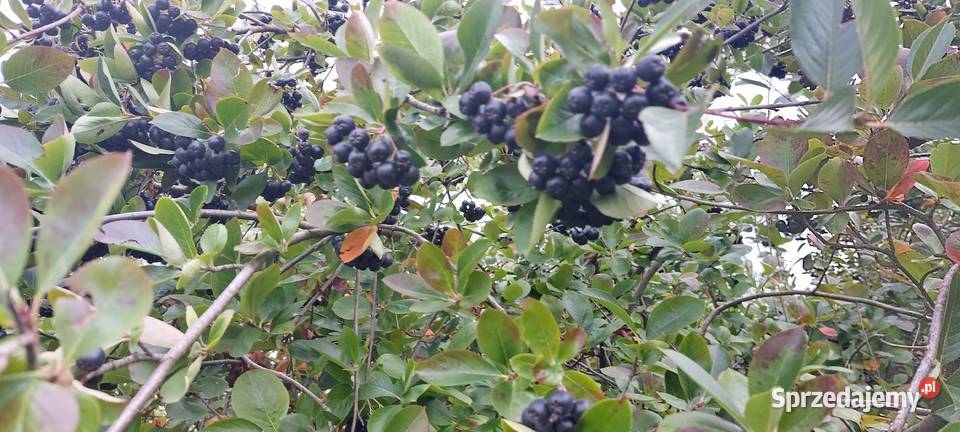 Aronia ekologiczna