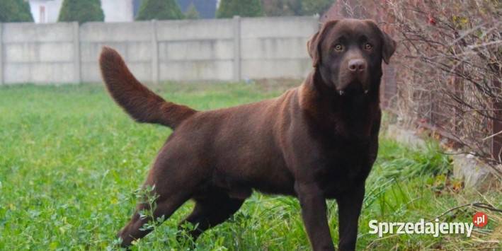 Szczeniaki Labrador Retriever wielkopolskie Odolanów
