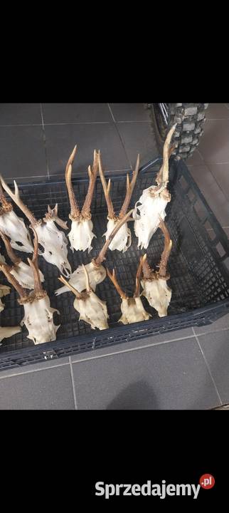 Rogi rózki poroże Pozostałe Pozostałe Nowy Sącz