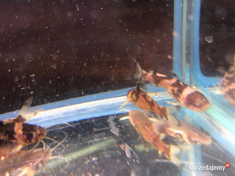 Sum wenezuelski Arlekinek Ryby Justynów sprzedam