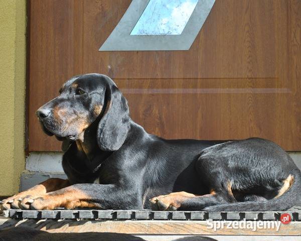 Gończe Polskie reproduktory polujące Psy Posada Jaćmierska