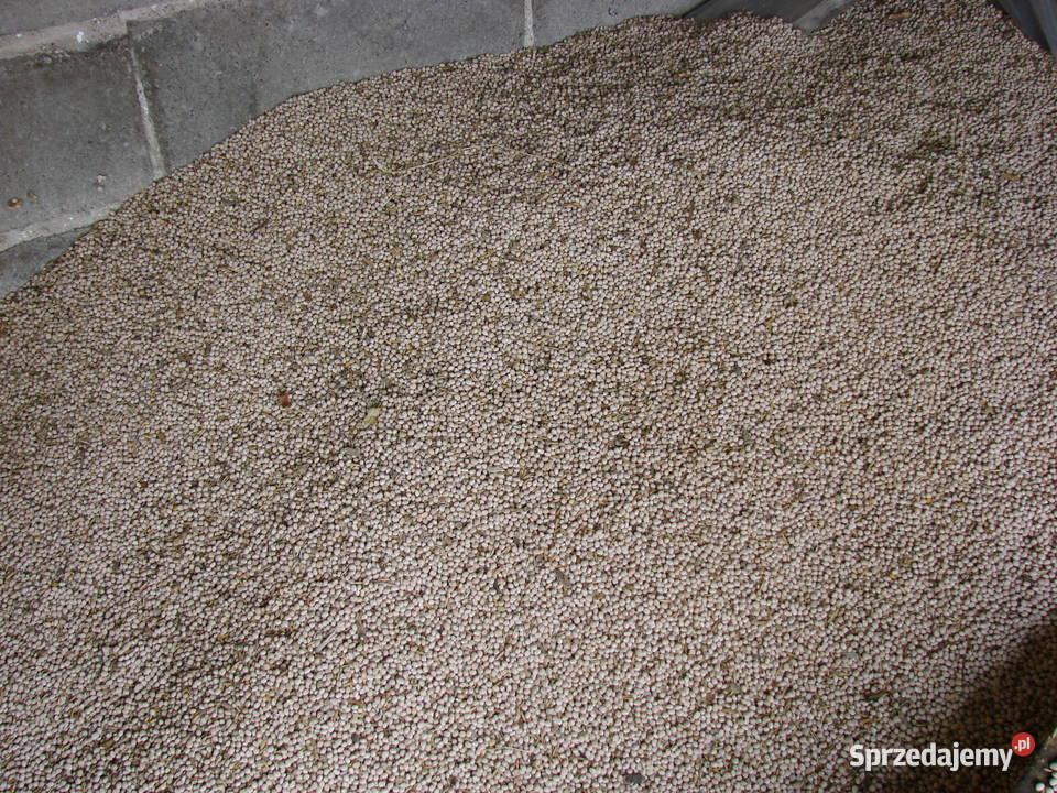 Łubin wąskolistny gorzki Oborniki sprzedam