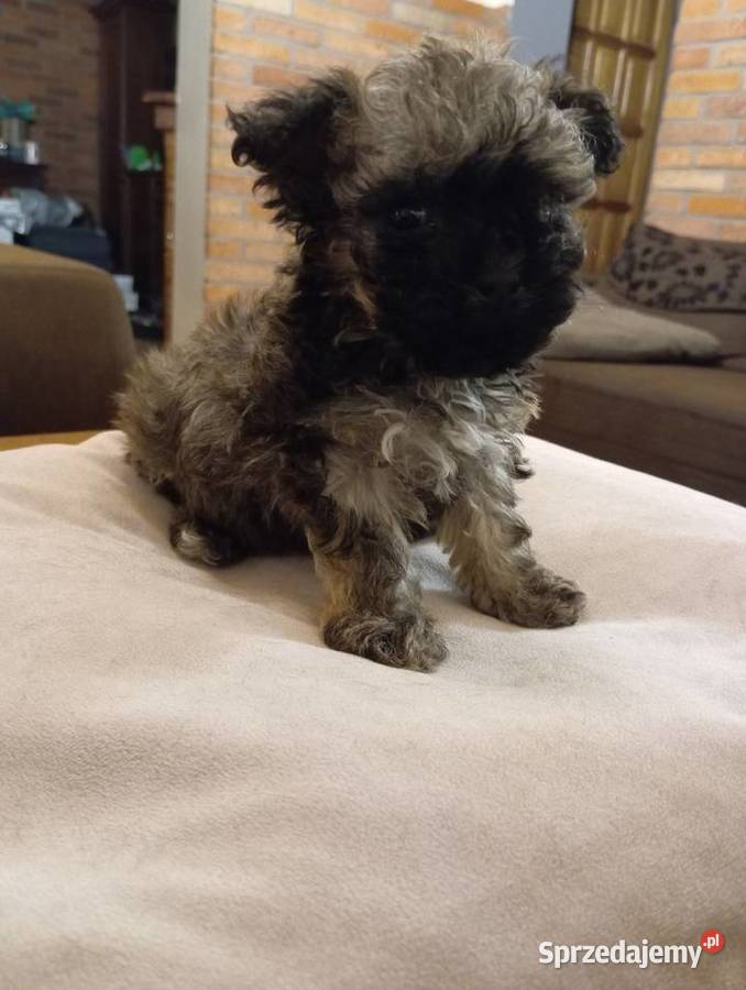 Sprzedam Sunię rasy Rosyjska Bolonka Kolorowa