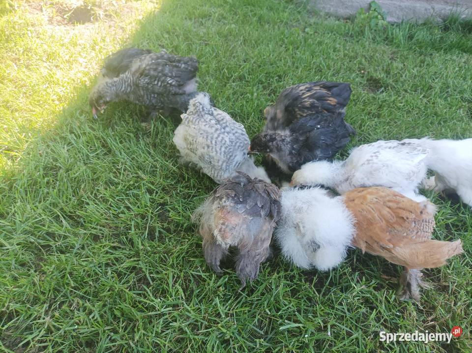 Kury ozdobne silka Brahma karzełek