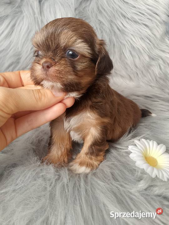 Piękna suczka rasy ShihTzu czekoladowa opolskie Namysłów sprzedam