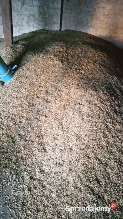 sprzedam owies do siewu Skoczylasy