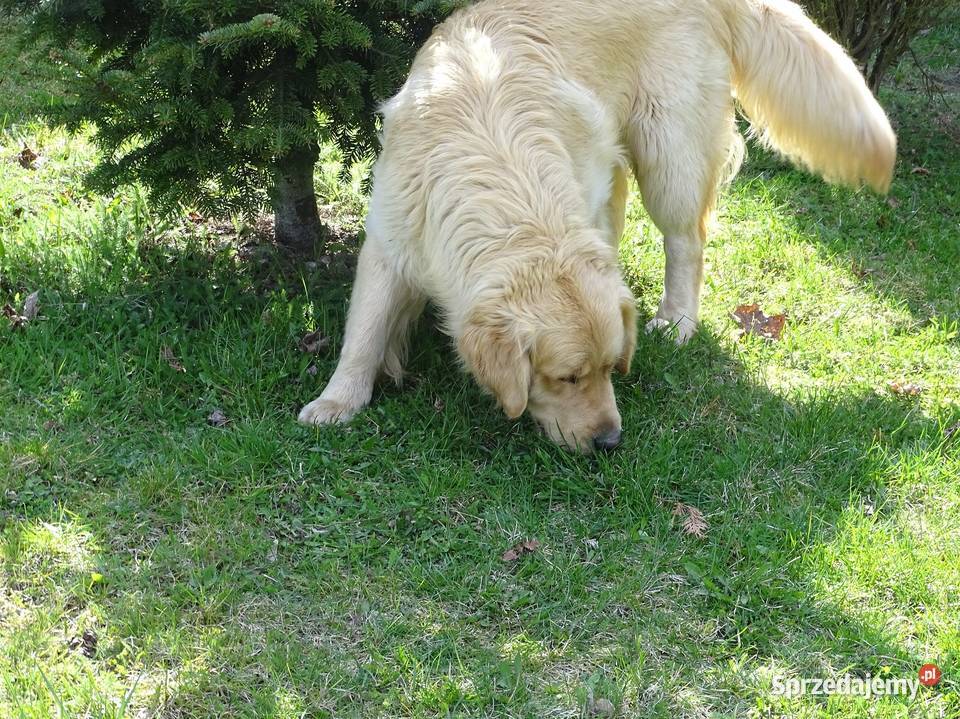 Golden retriever 11 miesięczny mazowieckie Przysucha