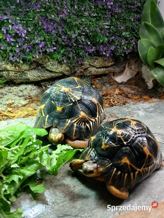 3 poziome terrarium z 2 żółwiami Promienistymi i Białystok