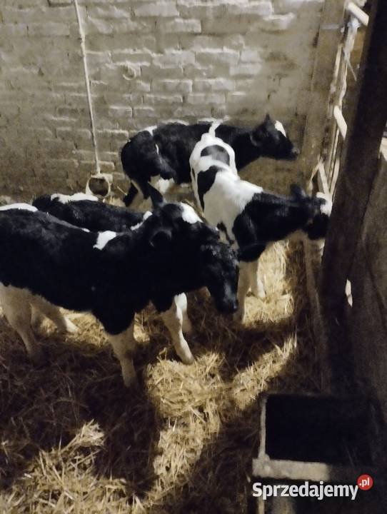 Sprzedam cielaki Jabłoń