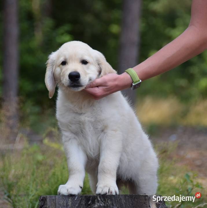 Golden Retriever Zkwp fci Golden Retriever Łochów