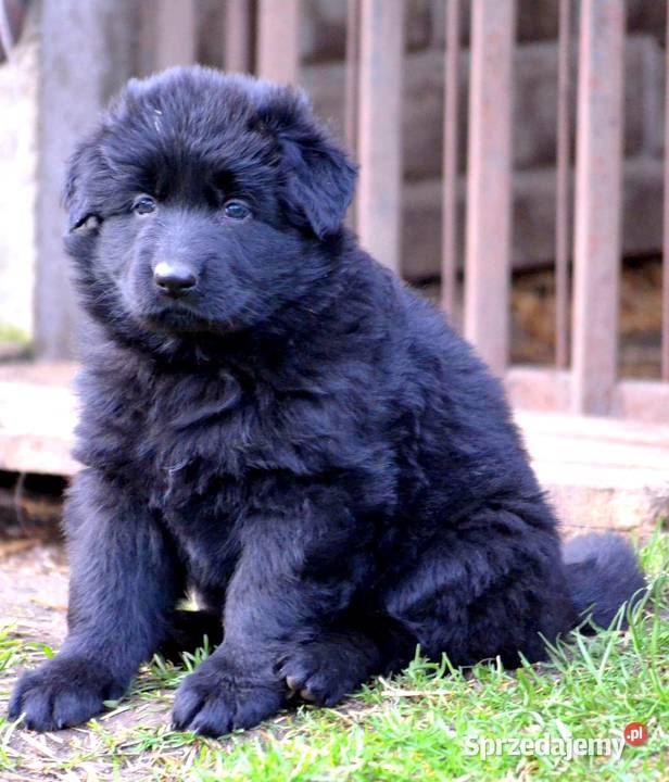 Owczarek niemiecki CZARNA suczka Sieradz