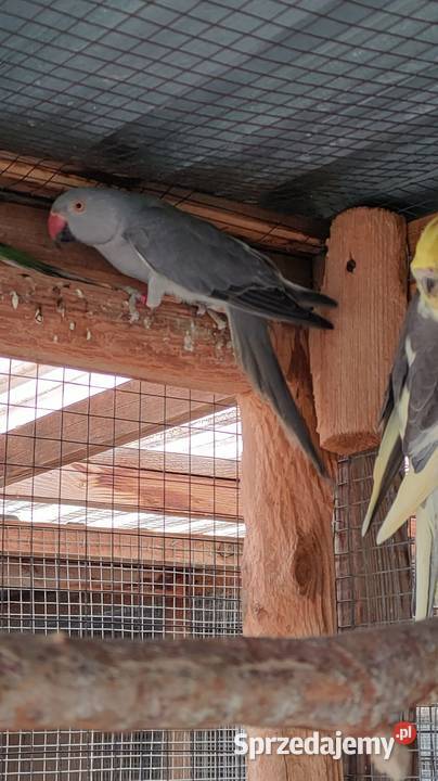 Papugi aleksandretty gorskie i inne Bełchatów