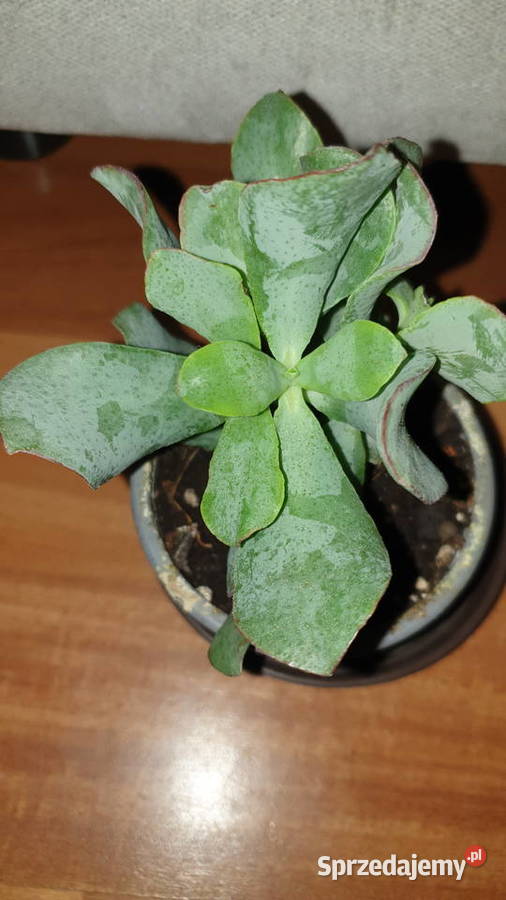 Crassula Arborescens Crassula undulatifolia Blue Warszawa