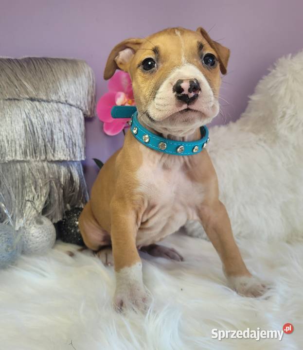 Cudowne i rodzinne szczeniaki Amstaff blue Kraków