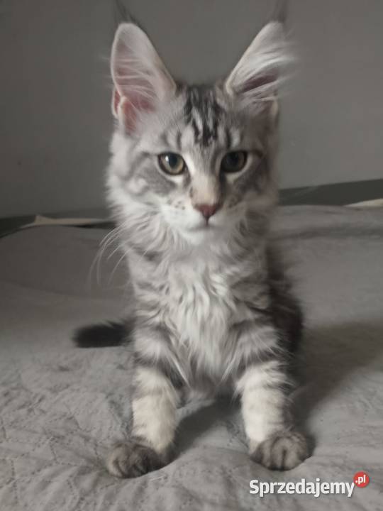 Kotka Maine Coon rodowód FPL Maine Coon lubuskie
