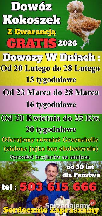 Kokoszki z GWARANCJĄ Dowóz Ferma Drobiu Ładna podkarpackie Dębica