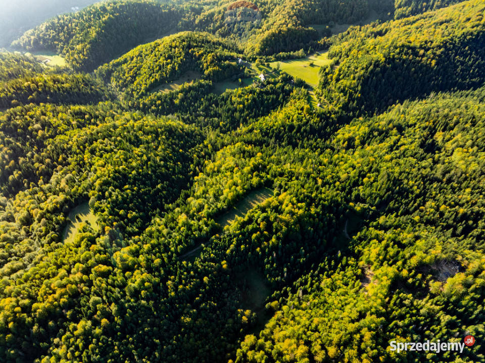 Polana w lesie małopolskie Harklowa