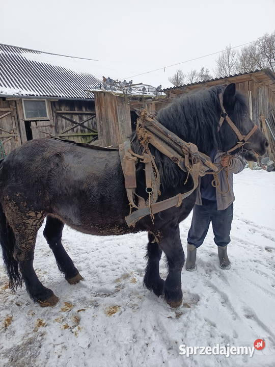 Klacz zimnokrwista Kłoczew sprzedam