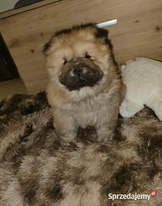 CHOW CHOW CZAU CZAU DO ODBIOORU Warszawa