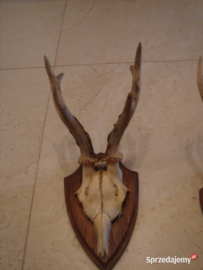 Poroże Parostki Rogi stare komplet dekoracja Łódź