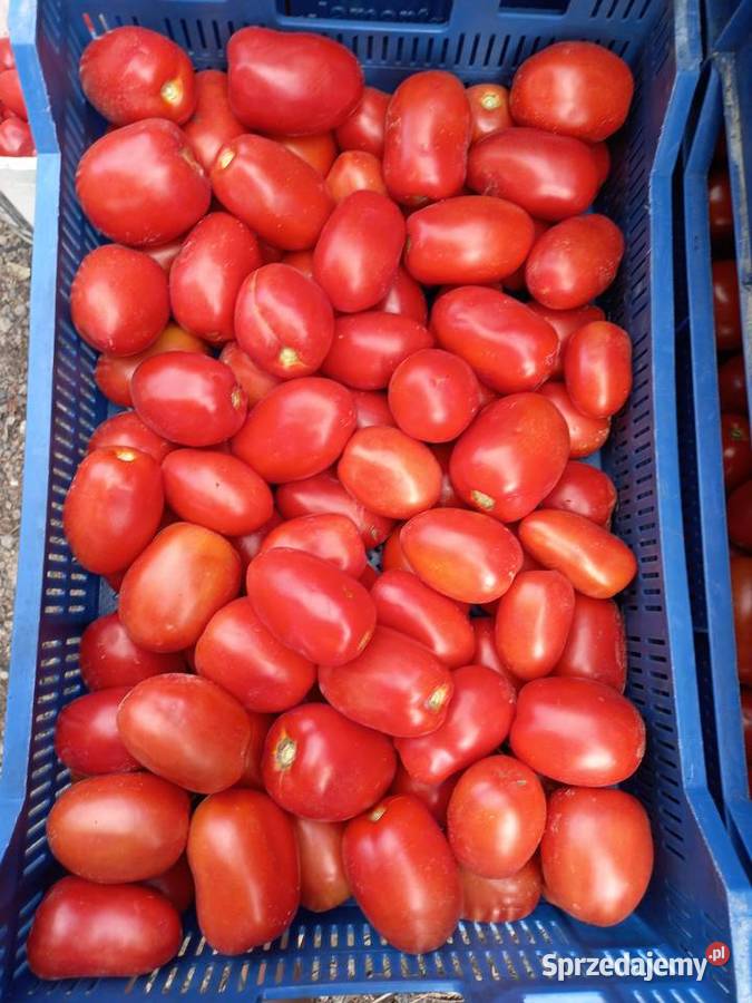 Pomidor gruntowy podłużny Nałęczów sprzedam