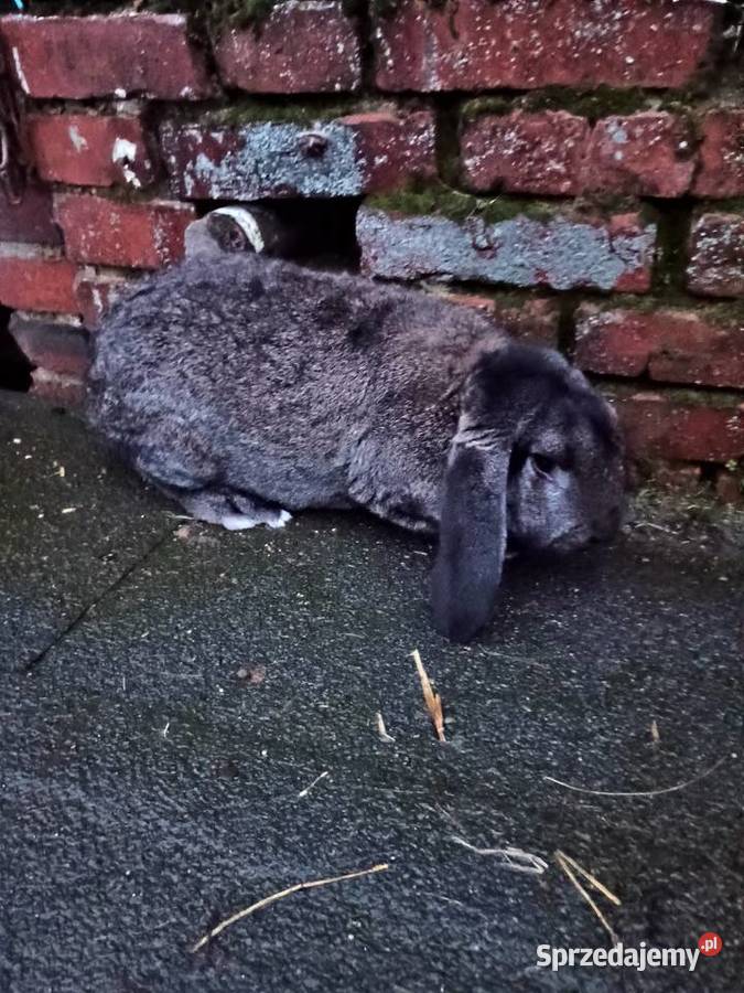 Sprzedam króliki wielkopolskie Lgów