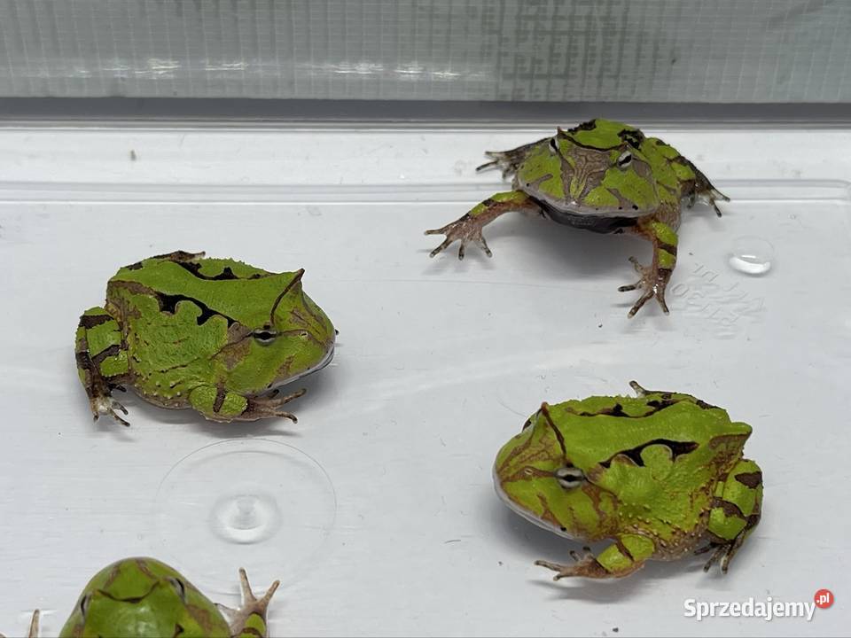 Ceratophrys cornuta Katowice sprzedam
