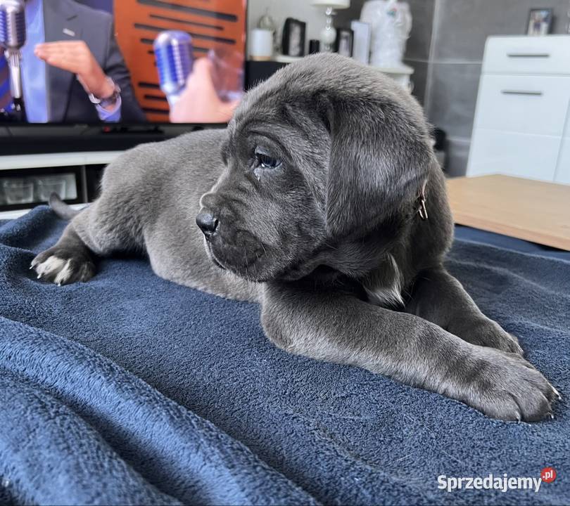 Cane Corso szczenięta ur 05022026 rodzicach z Pyrzowice