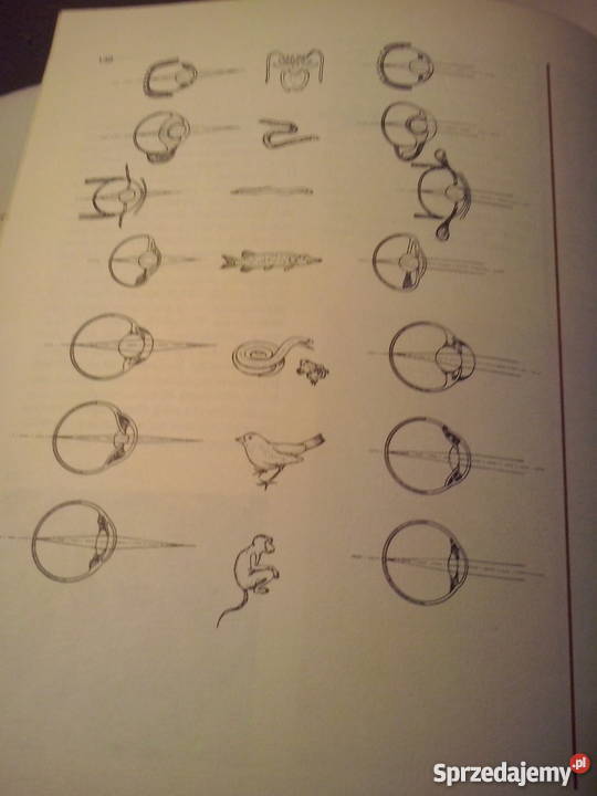 ATLAS PSYCHOLOGICZNY Rumia