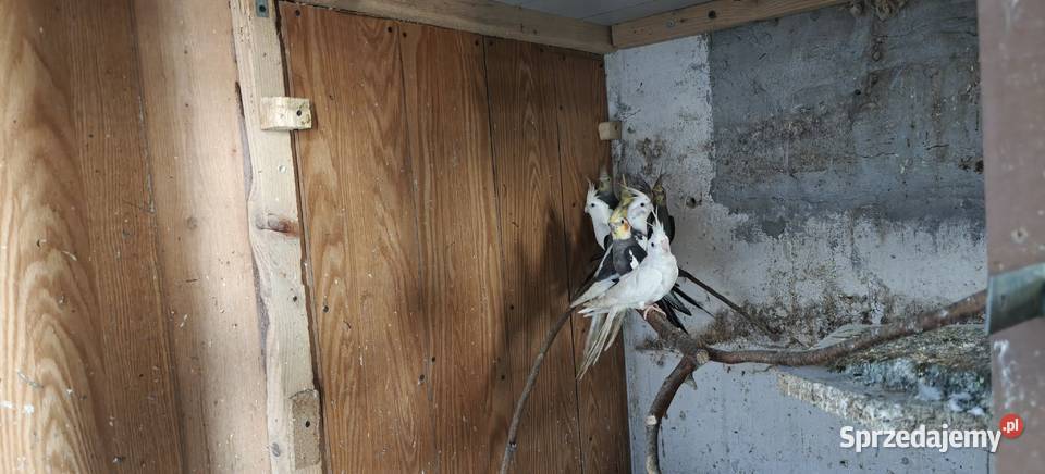 Papugi nimfy Kraków