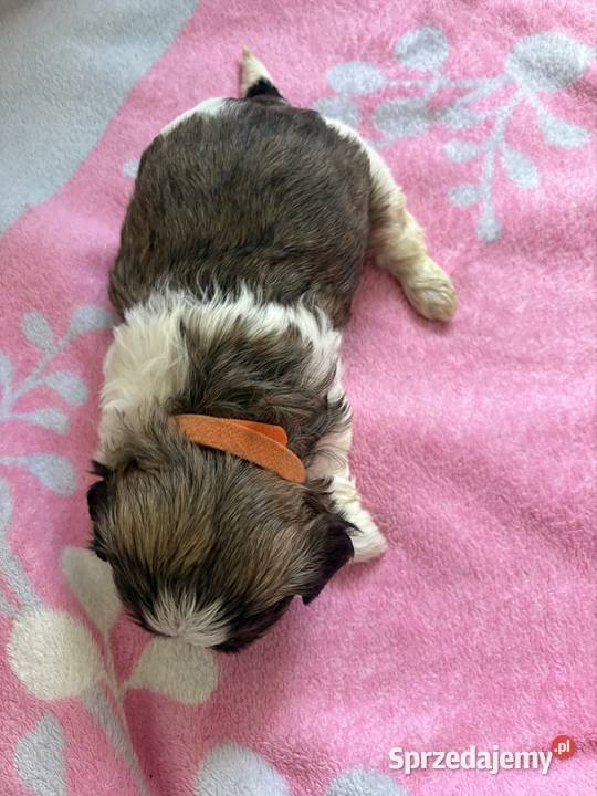 Suczka shih tzu Lekowo