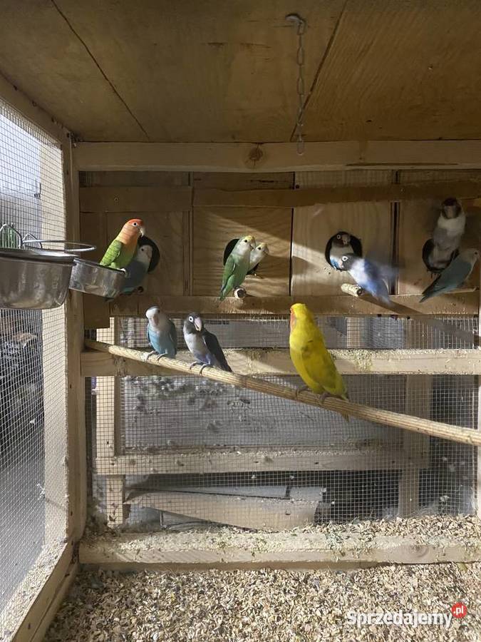 Nierozłączki zmienia dom Ptaki małopolskie Siepraw