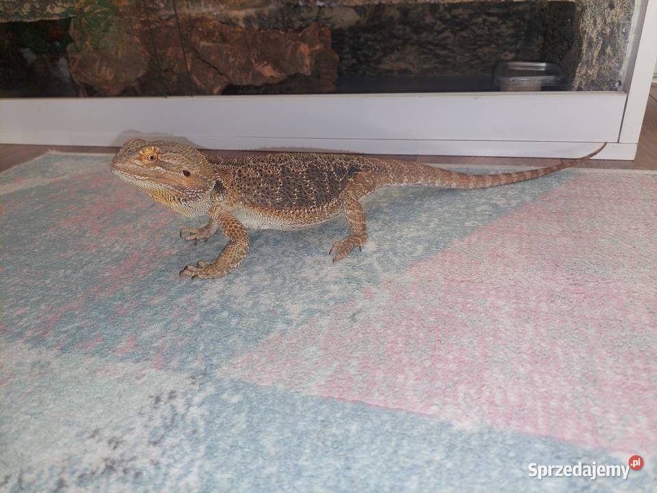 Agama brodata terrarium