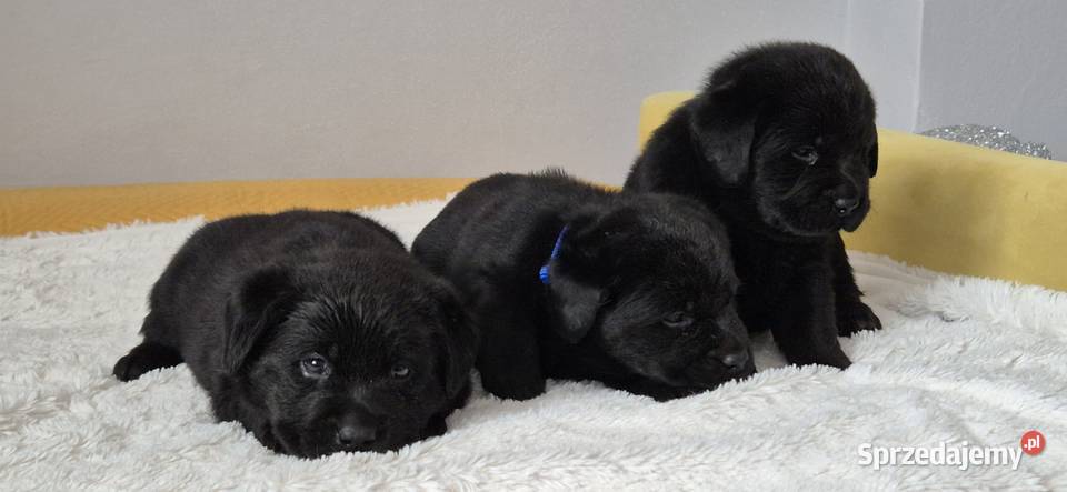 Labrador retriever czarny piesek Pasztowa Wola sprzedam