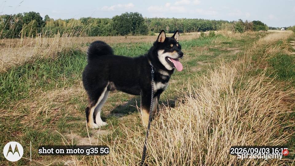 SHIBA INU czteromiesięczny świetny szczeniaczek lubelskie Bychawka Trzecia
