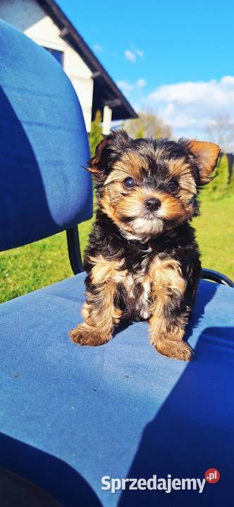 Śliczny piesek yorkshire terrier