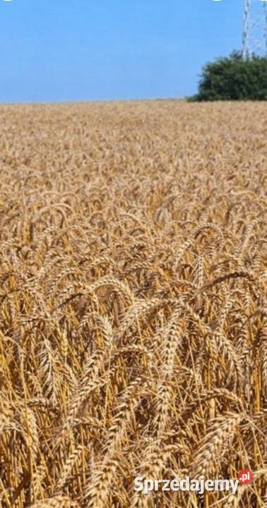 Żyto na sprzedaż zbiór 2025 rok.