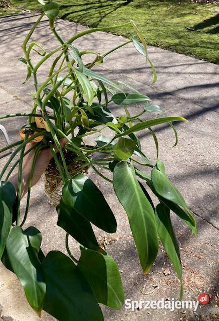 Philodendron filodendron Emerald Queen duży Kraków