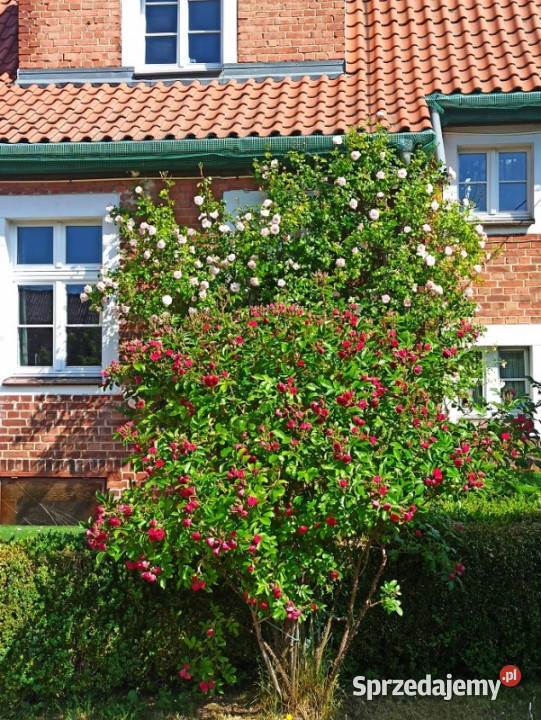 PIĘKNA POSIADŁOŚĆ ZALEWEM WIŚLANYM NAPRZECIW Rok budowy 1935 Kadyny